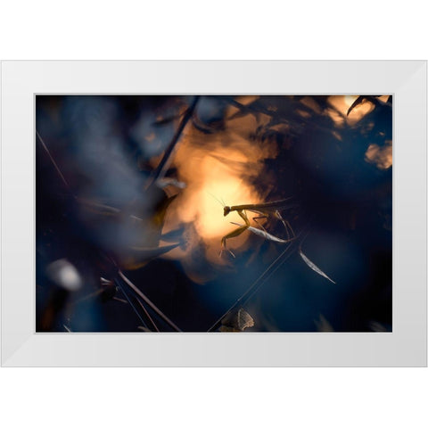 Wormhole Distorsion White Modern Wood Framed Art Print by Bravin, Fabien