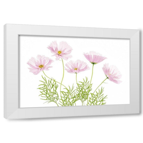 Cosmos Cupcake White Modern Wood Framed Art Print by Disher, Mandy