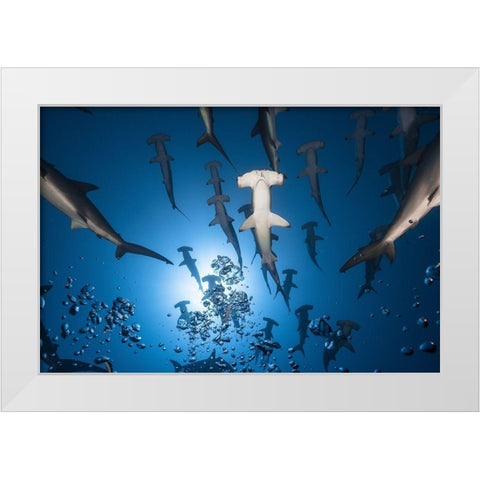 Hammerhead Shark White Modern Wood Framed Art Print by Gabriel, Barathieu