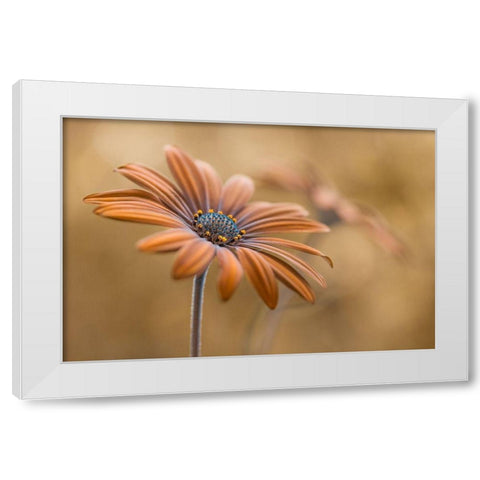 Summer glow White Modern Wood Framed Art Print by Disher, Mandy