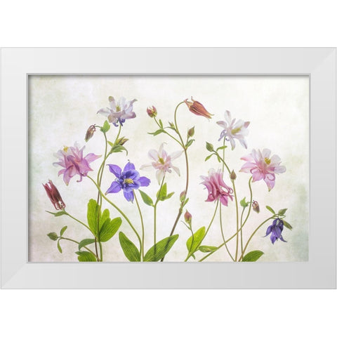 Columbine White Modern Wood Framed Art Print by Disher, Mandy