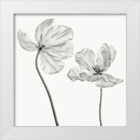 Same tulip front and backview White Modern Wood Framed Art Print by Gronkjaer, Lotte