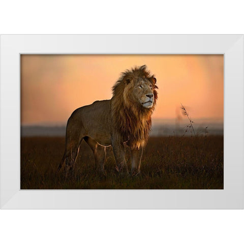 The King in the morning light White Modern Wood Framed Art Print by Ortega, Xavier