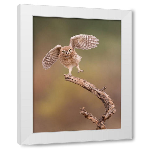 Im just a gigalo White Modern Wood Framed Art Print by Eichelberg, Amnon