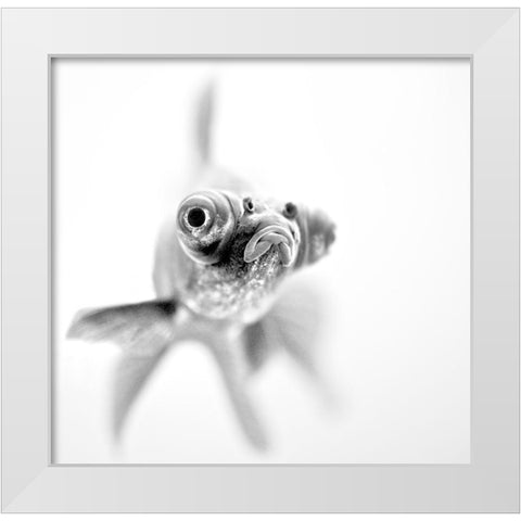 Im ready for my close up White Modern Wood Framed Art Print by Paul