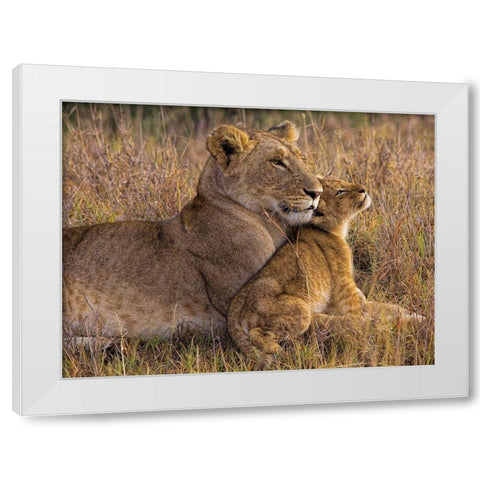 Baby Lion with Mother White Modern Wood Framed Art Print by Jager, Henry