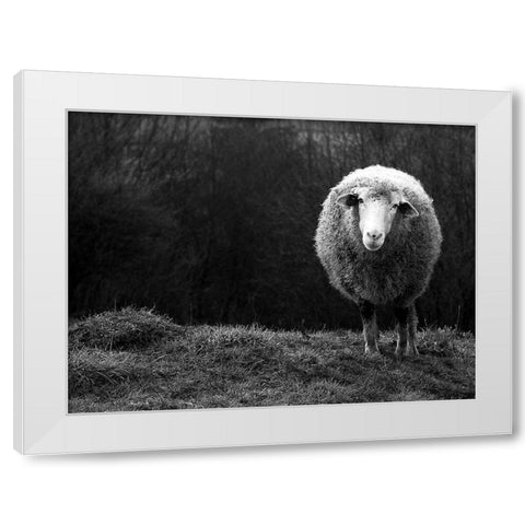 Wondering sheep White Modern Wood Framed Art Print by Ajven