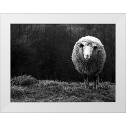 Wondering sheep White Modern Wood Framed Art Print by Ajven