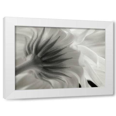 Calendula White Modern Wood Framed Art Print by Gronkjaer, Lotte