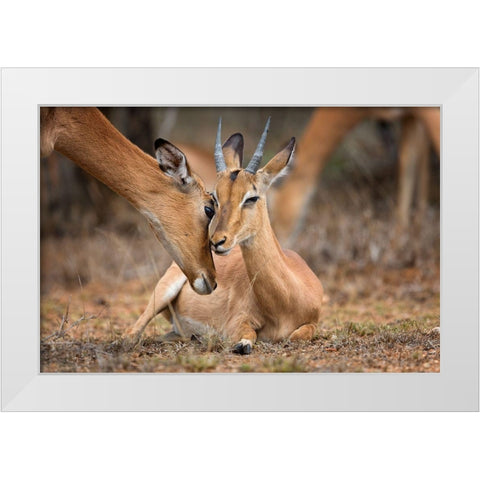 A Moment of Love White Modern Wood Framed Art Print by Moreno, Mario