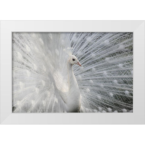 As white as snow White Modern Wood Framed Art Print by Ivanova, Victoria