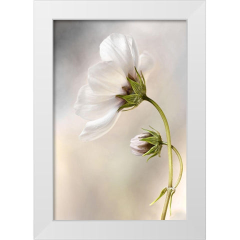 Heavenly Cosmos White Modern Wood Framed Art Print by Disher, Mandy