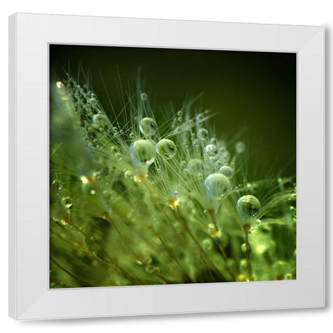 Morning Perls White Modern Wood Framed Art Print by Maier, Norbert