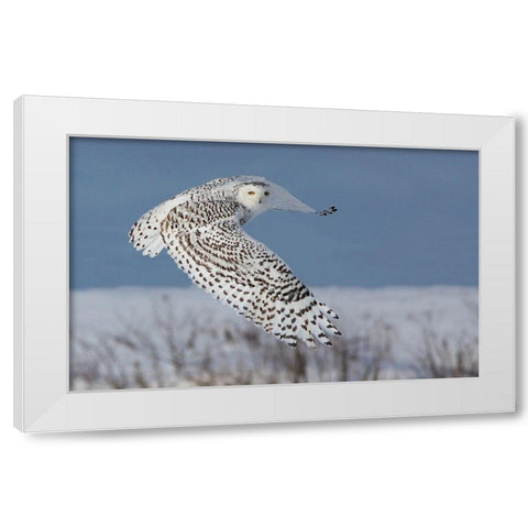 Snowy Owl White Modern Wood Framed Art Print by Costina, Mircea