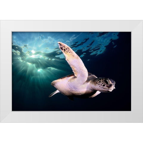 Afternoon White Modern Wood Framed Art Print by Garcia, Sergi