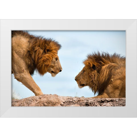 Face to Face White Modern Wood Framed Art Print by Bibi, Tamir