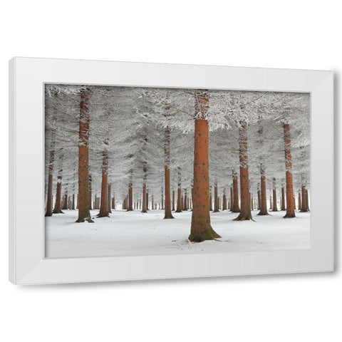 magical forest White Modern Wood Framed Art Print by Petrovic, Dragisa