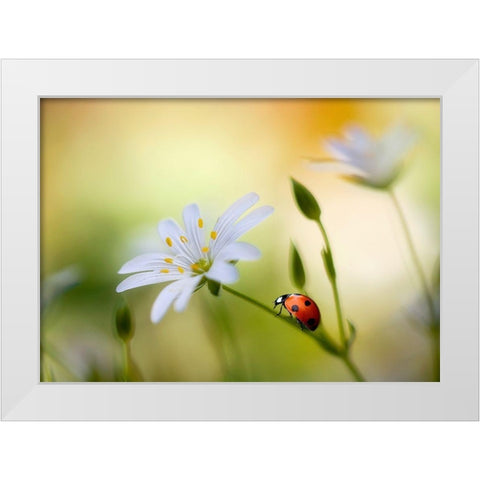 Summer beauties White Modern Wood Framed Art Print by Disher, Mandy