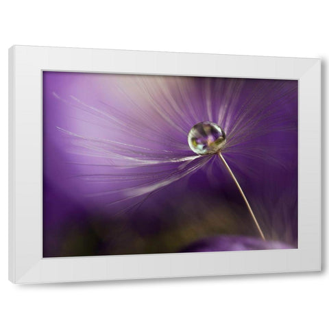 In shades of purple White Modern Wood Framed Art Print by Westum, Heidi