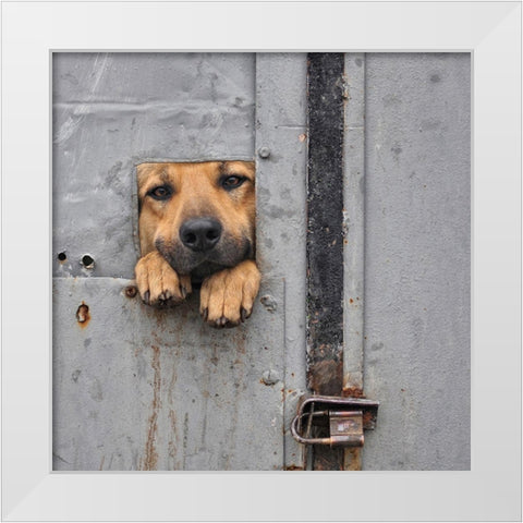 Benjis window II White Modern Wood Framed Art Print by Knartist