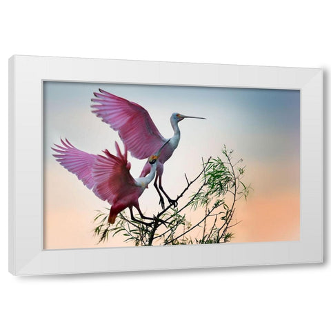 Two Roseate Spoonbills White Modern Wood Framed Art Print by Chang, Phillip