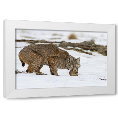 Bob the cat White Modern Wood Framed Art Print by Verdon