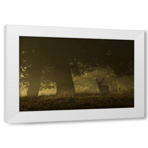 Magical sunrise White Modern Wood Framed Art Print by Cia, Inigo