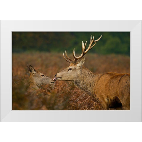 Stolen Kiss White Modern Wood Framed Art Print by Saxby, Val