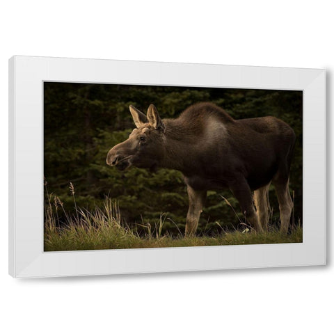 Young Moose on the Loose White Modern Wood Framed Art Print by Andrews, Keith