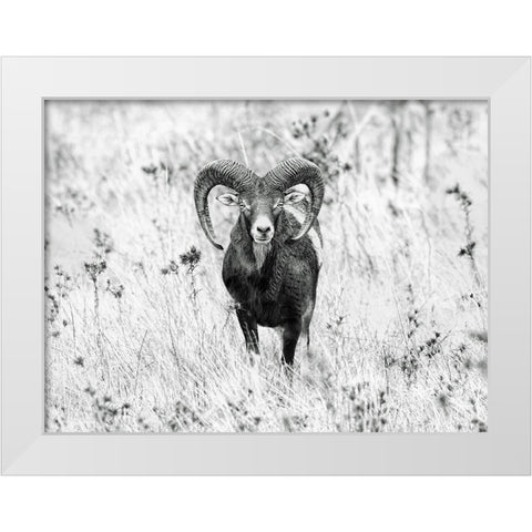 The Stare White Modern Wood Framed Art Print by Merino, Nicolas