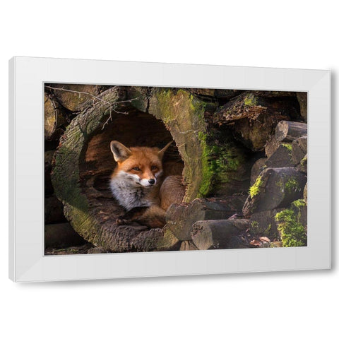 Fox White Modern Wood Framed Art Print by van Ginkel, Cees