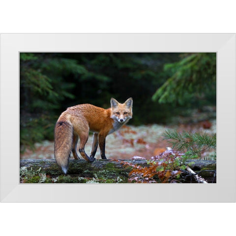 Red Fox in Algonquin Park White Modern Wood Framed Art Print by Cumming, Jim