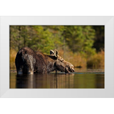 Swimming with a moose in Algonquin Park White Modern Wood Framed Art Print by Cumming, Jim