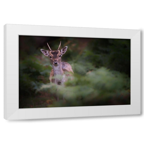 Young Fallow Deer White Modern Wood Framed Art Print by Deakin, Karen