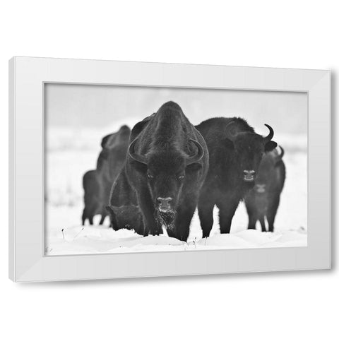 European Bizons White Modern Wood Framed Art Print by Crepinsek, Blaz