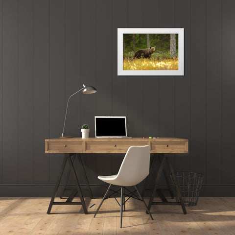 Brown Bear White Modern Wood Framed Art Print by Gavra, Assaf
