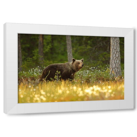 Brown Bear White Modern Wood Framed Art Print by Gavra, Assaf