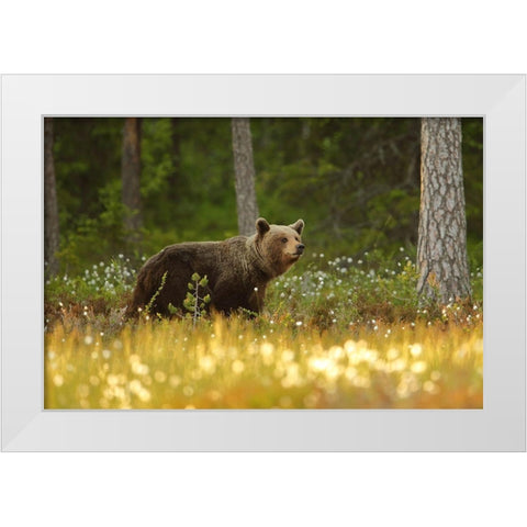 Brown Bear White Modern Wood Framed Art Print by Gavra, Assaf