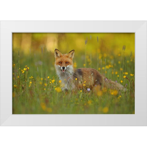 Red Fox White Modern Wood Framed Art Print by Gavra, Assaf