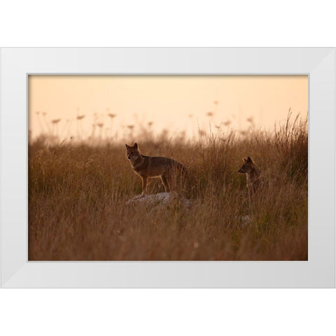 Dusk Jackals White Modern Wood Framed Art Print by Gavra, Assaf