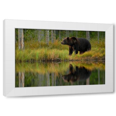 Bear and fish White Modern Wood Framed Art Print by Gavra, Assaf