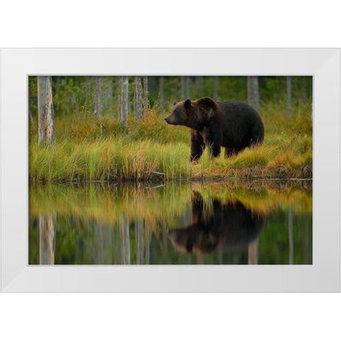 Bear and fish White Modern Wood Framed Art Print by Gavra, Assaf