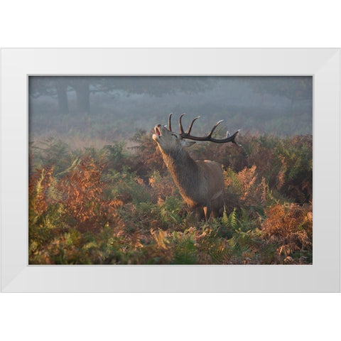 Bellowing Stag Deer White Modern Wood Framed Art Print by Meswani, Prashant