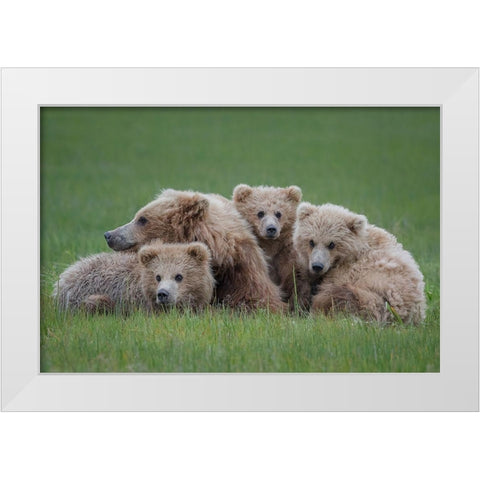 Bear Huddle White Modern Wood Framed Art Print by Doyle, Renee