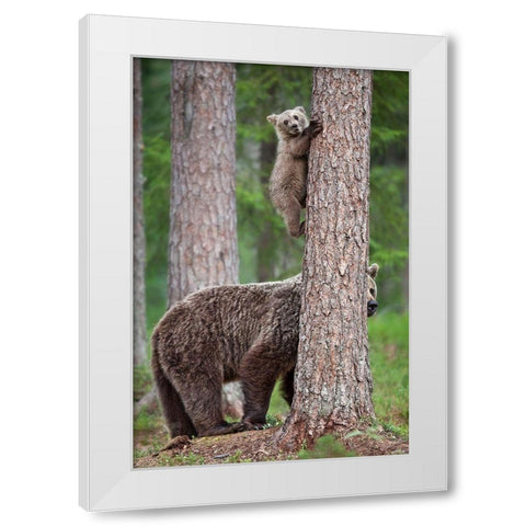 Be Careful White Modern Wood Framed Art Print by Catta, Alessandro