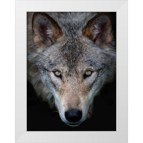All the better to see you, Timber Wolf White Modern Wood Framed Art Print by Cumming, Jim
