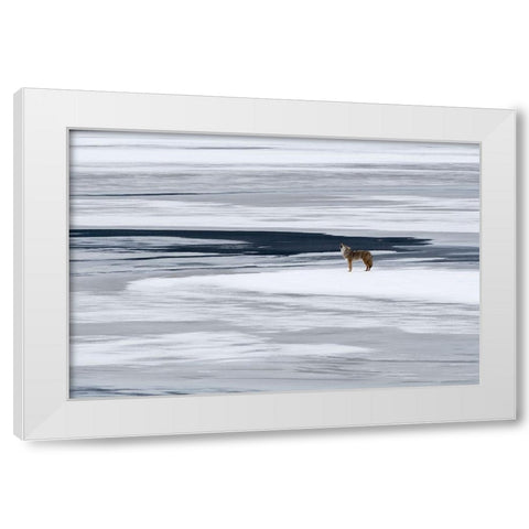 The Howl of the Coyote White Modern Wood Framed Art Print by Artus, Miquel Angel