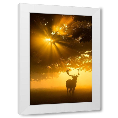 Mist on tree cant stop sunshine White Modern Wood Framed Art Print by Uddin, Kutub