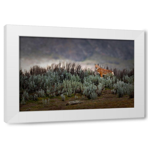 Ethiopian Wolf White Modern Wood Framed Art Print by Marchegiani, Roberto