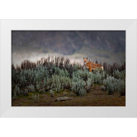 Ethiopian Wolf White Modern Wood Framed Art Print by Marchegiani, Roberto